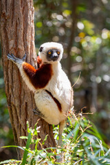 Coquerels sifaka (Propithecus coquereli), diurnal, medium-sized lemur of the sifaka genus Propithecus. Native to northwest Madagascar. Reserve Peyrieras Madagascar Exotic, Madagascar wildlife animal.