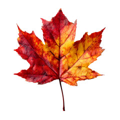 Obraz premium autumn maple leaf