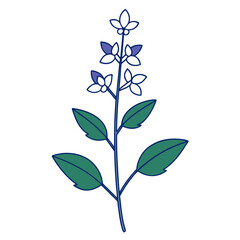 minimal line art nepeta erecta flower vector on white