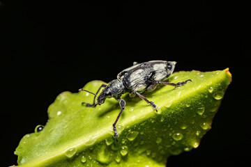 Fungus weevil (Tophoderes annulatus), black bug, insect beetle, Ranomafana National Park, Madagascar wildlife animal