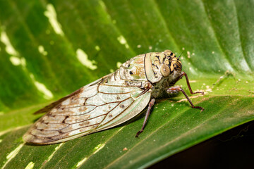 Yanga heathi, Cicada in superfamily, the Cicadoidea, insect in the order Hemiptera (true bugs) in the suborder Auchenorrhyncha,Tsingy de Bemaraha, Madagascar wildlife animal
