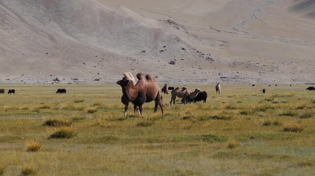 Aerial view of grazing camels and yaks enjoying the lush green grasses against a backdrop of stark, barren mountains, Muztagh Glacier, China.