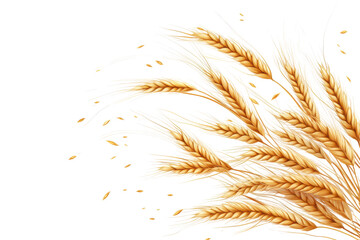 Golden wheat ear isolated on transparent background. Ear of wheat spikelet isolated on white background.