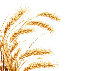 Fototapeta premium Golden wheat stalks with detailed texture isolated on transparent background. Ear of wheat spikelet isolated on white background.