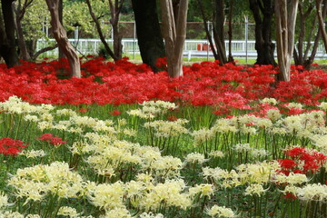 白と赤の曼珠沙華