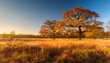 Fototapeta premium A Natural Meadow And Three Large Swamp White Oak Trees In The Autumn