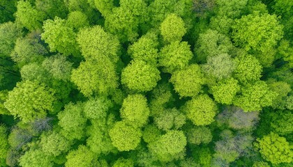 Fototapeta premium Lush green forest canopy seen from above (1)