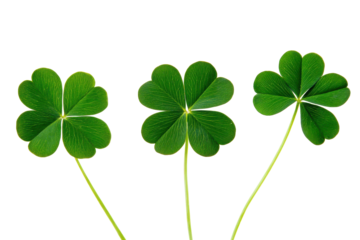 Green clover leaves isolated on transparent background. Leaf clover isolated on white background.
