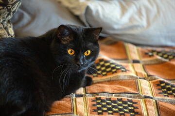 Portrait of a cute black cat indoors lying on the sofa
