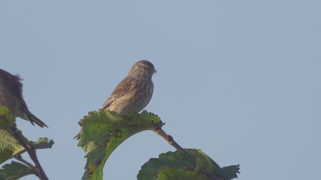 Common linnet (Linaria cannabina). A young bird perched on a tree branch against a blue sky.