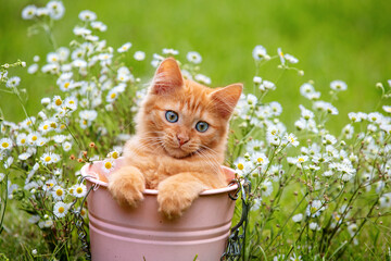 Cute little kitten is sitting in a small bucket in the garden. The cat is outdoors in the flower lawn in summer