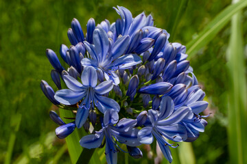 Vibrant cluster of delicate blue agapanthus flowers stands out on blurred background green, showcasing nature’s serene beauty and intricate petal patterns. Selective focus.Nature concept for design.