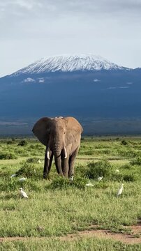 African Elephant and Mount Kilimanjaro
