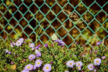 Aster gawędka ,Aster amellus,motyl © Marcin Łazarczyk