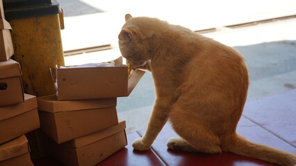 A light brown cat is looking for leftover food in a brown used food box. 