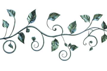 Natural ivy vine with curled tendrils isolated on transparent background