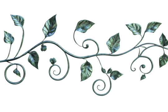 Natural ivy vine with curled tendrils isolated on transparent background