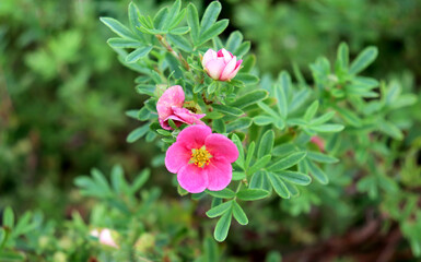 A branch of pink cinquefoil flowers with buds on a bush on a cloudy autumn day in a garden flowerbed - horizontal color photo with space for text, close-up