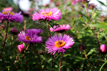 Fototapeta premium Pink and purple asters with yellow centers and buds on a sunny autumn day in a garden flowerbed - horizontal color photo, close-up