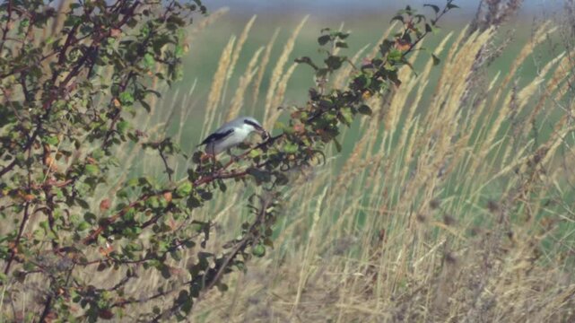 Beautiful great grey shrike (Lanius excubitor) sits on tree twig on nature background.  The bird holds prey in its beak.