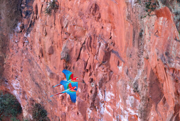 Flying Red-and-green macaw (Ara chloropterus), known as green-winged macaw, large, mostly-red macaw of genus Ara. Buraco das Araras, Mato Grosso do Sul. Brazil. Brazilian wildlife and birdwatching.