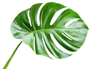 Monstera deliciosa leaf isolated on transparent background. Green leaf isolated on white background.
