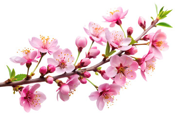 Blooming Pink Cherry Blossom Branch with Buds on transparent background