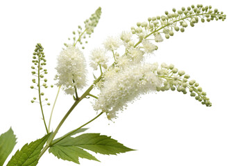 White Actaea Racemosa Flowers and Buds isolated on a transparent background black cohosh