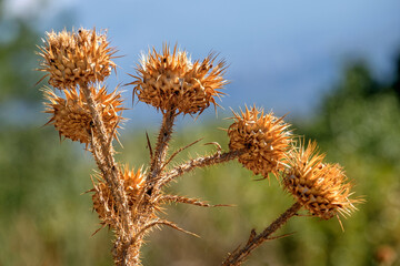 Vertrocknete Distel, Peloponnes, Griechenland.  25051.jpg