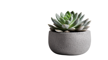 Minimalist Nordic-style succulent plant in grey stone pot, background isolated on a Transparent background, PNG file.