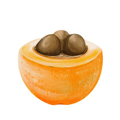 medlar and loquat, an exotic fruit. Orange sweet fruit on a twig. Half and two brown seeds. Watercolor illustration, hand-drawn.