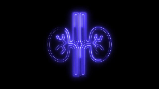 Human kidney anatomy with ureters and renal vein artery neon glow medical illustration
