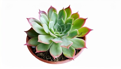 Light Green Succulent Plant With Pink Tips Isolated Transparent For Graphic Use