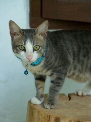 Gray Striped Cat Wearing Blue Collar Standing on Wood Stump
