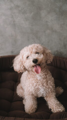 A portrait of a miniature toy poodle with white curly fur, sitting in a dog bed with a happy expression. A dog's sleeping place in the house. Pet store banner. Rest and recovery after play and a walk.