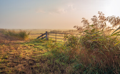 An iron gate on an early, somewhat misty autumn morning. In the foreground, reeds are in bloom. Everything is still wet with morning dew. The photo was taken in the Dutch province of North Brabant.