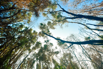 trees in a dreamy forest in Cam Ranh, Viet Nam