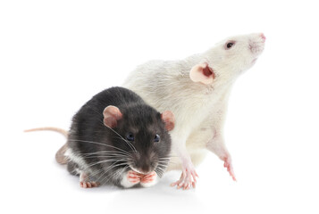 Fluffy rats isolated on white. Rodent animal