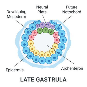 Late Gastrula. The cells of endoderm and ectoderm. The stage of segmentation of a fertilized ovum. Human embryonic development. Vector medical illustration.
