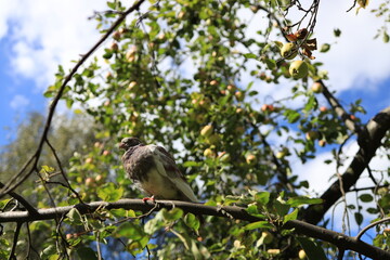 A bird is sitting on a branch of a fruit tree filled with green apples, surrounded by lush foliage. The sky is bright blue with fluffy white clouds, creating a peaceful atmosphere.