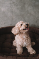 A portrait of a miniature toy poodle with white curly fur, sitting in a dog bed with a happy expression. A dog's sleeping place in the house. Pet store banner. Rest and recovery after play and a walk.