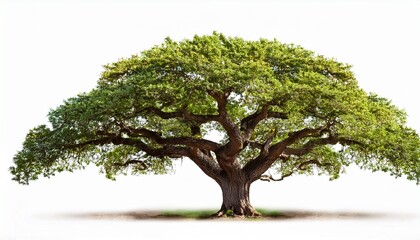 Ceratonia Siliqua Carob Locust Tree Isolated On White Background