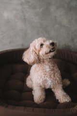 A portrait of a miniature toy poodle with white curly fur, sitting in a dog bed with a happy expression. A dog's sleeping place in the house. Pet store banner. Rest and recovery after play and a walk.