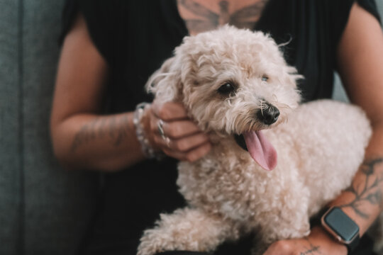 A sweet toy poodle with white curly fur sits in his female owners arms. The dog smiles with his tongue hanging out. Cuddling and caring for your pet. Caring for a small dog. An owner and their dog. - Powered by Adobe
