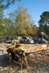 Rochers, sable, Bouleau, Forêt des 3 Pignons, Foret de Fontainebleau, 77, Seine et Marne, France