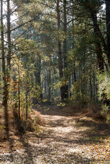 Forêt des 3 Pignons, Foret de Fontainebleau, 77, Seine et Marne, France