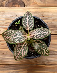 Pink-veined plant in pot on wood
