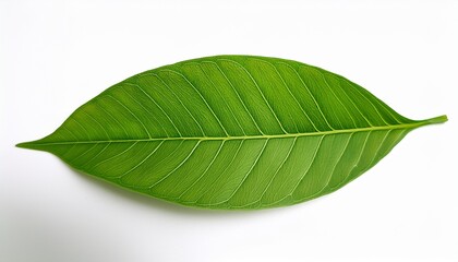 Obraz premium Isolated Green Leaf Illustration On White Background