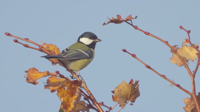 A great tit (Parus major) perches on a tree branch with yellow leaves against a blue sky. Close-up. Wildlife.