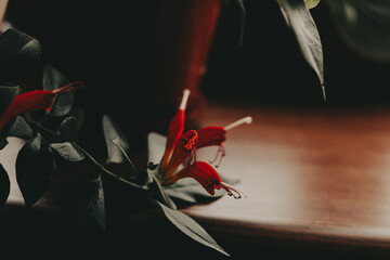 A striking lipstick plant, its vivid red flowers contrasting beautifully with the dark green foliage on a brown wooden background. The soft lighting adds a touch of elegance Houseplant in home garden.